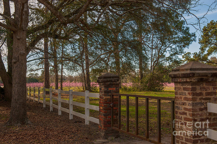 Lowcountry Gates To Boone Hall Plantation Photograph