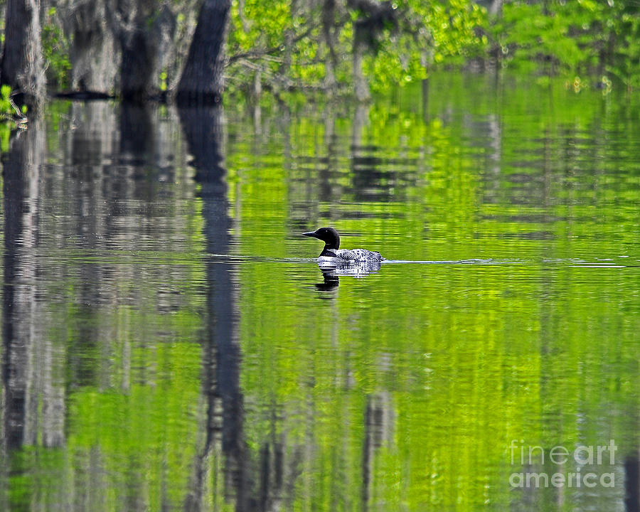 Loon Photograph - Lowcountry Loon by Al Powell Photography USA
