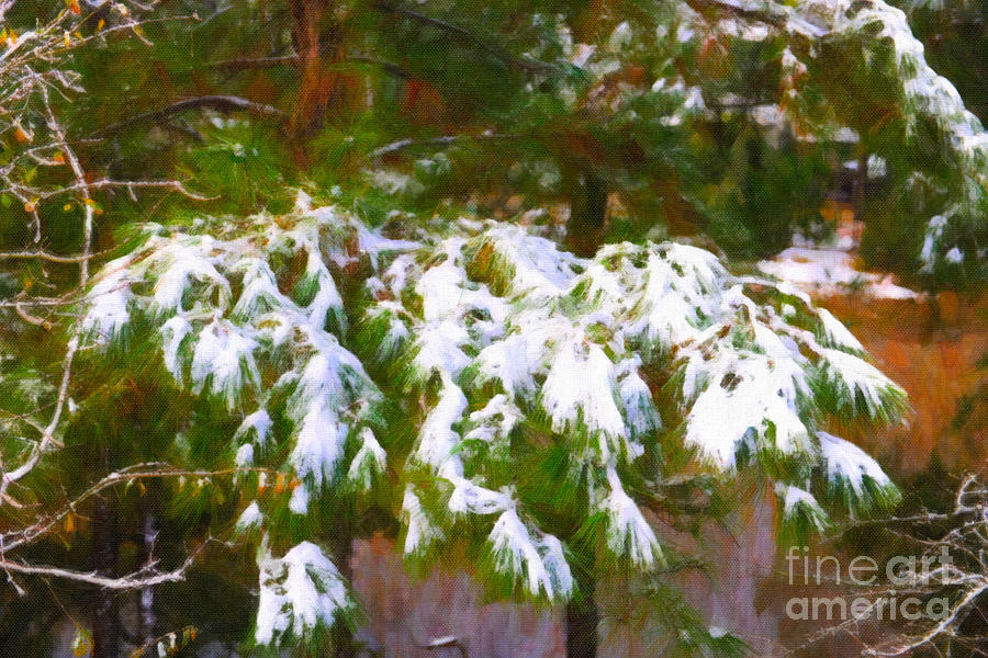 Lowcountry Snow Photograph