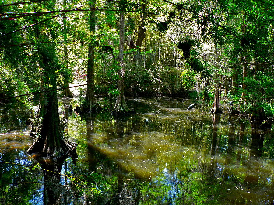 Lowcountry Swamp Garden Photograph by Jean Wright