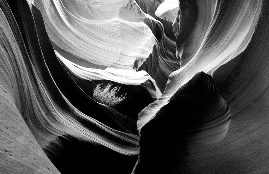 Lower Antelope Canyon Shrub Photograph by Mae Wertz