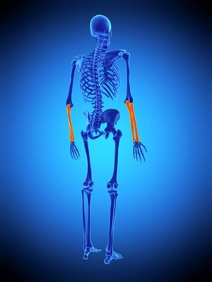 Lower Arm Bones Photograph by Sebastian Kaulitzki/science Photo Library