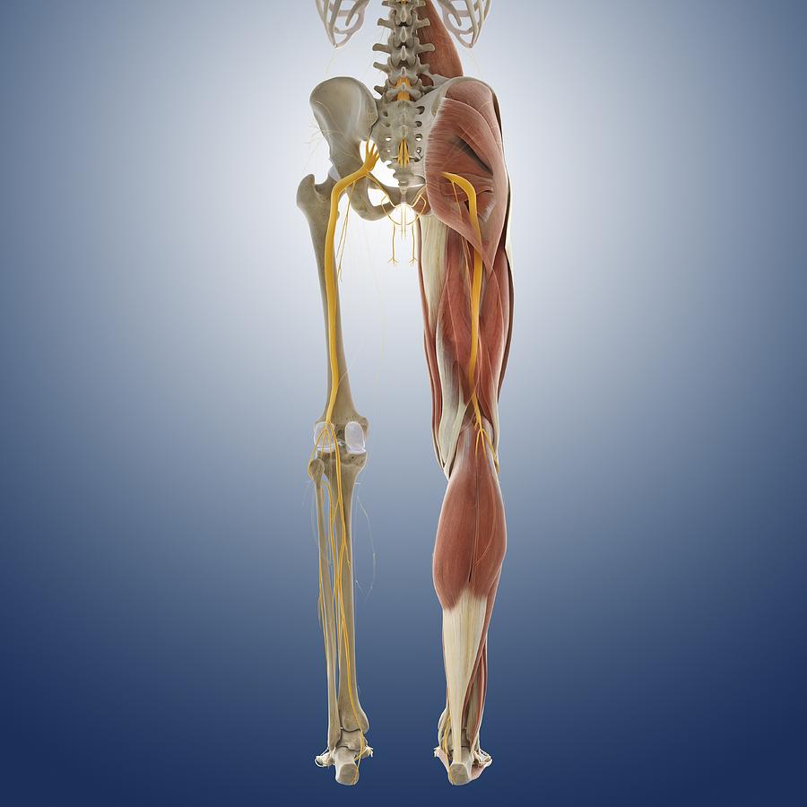 Lower Body Anatomy, Artwork Photograph by Science Photo Library