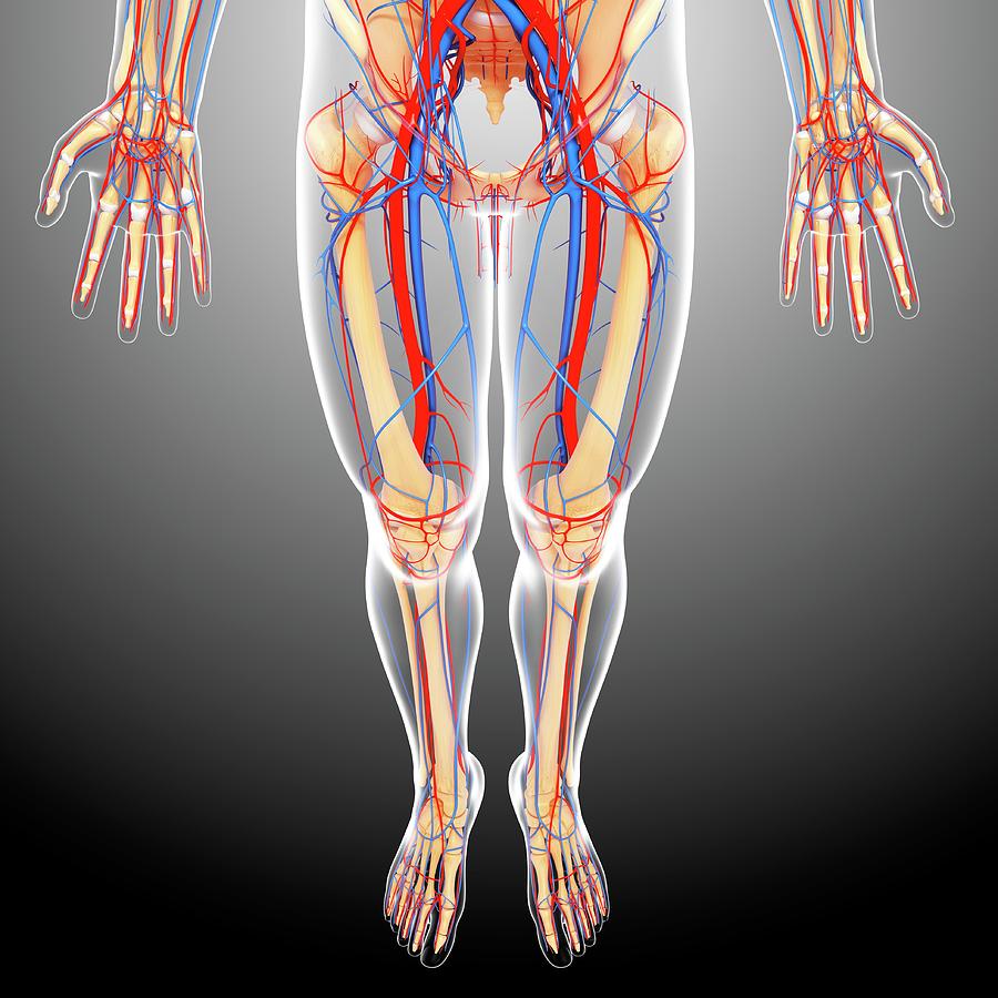 muscle anatomy map interactive