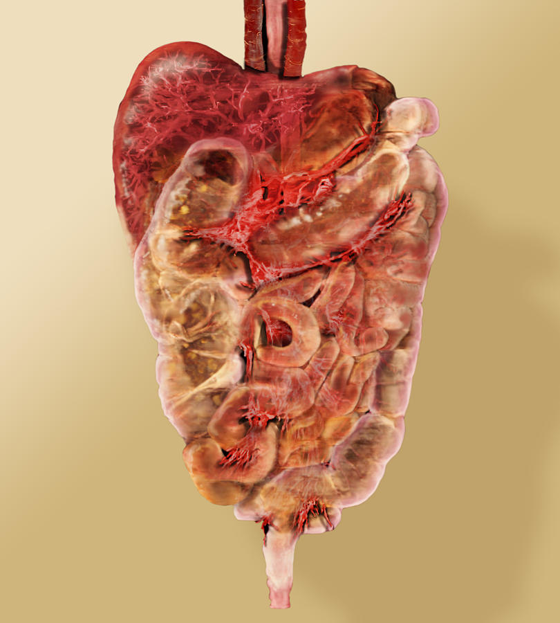 Lower Digestive Tract Photograph by Anatomical Travelogue