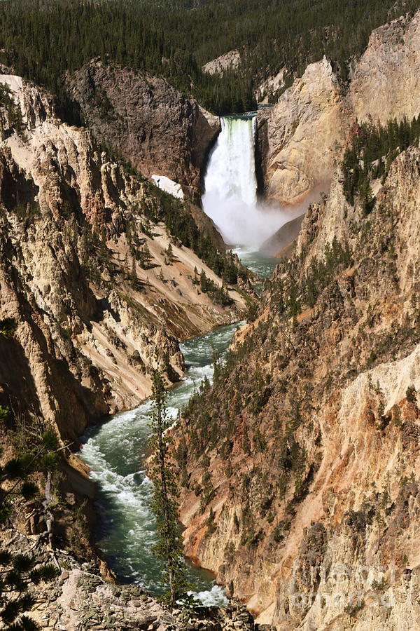 Lower Falls at Yellowstone Photograph by Lisa Billingsley