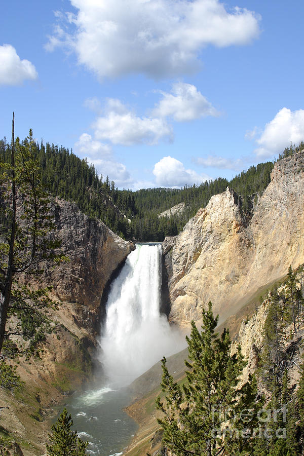 Lower Falls in Yellowstone National Park Photograph by Rick Pisio