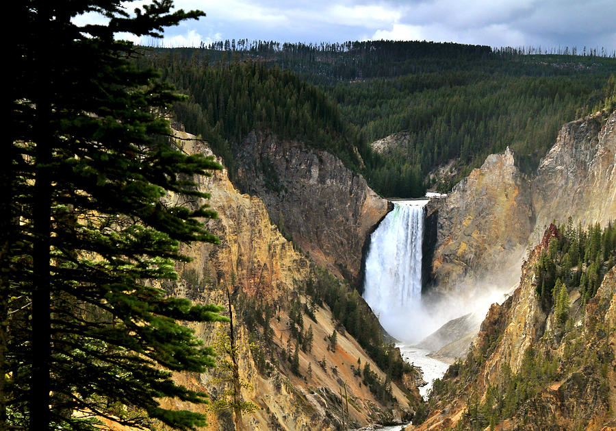 Lower Falls on the Yellowstone River Photograph by Ed Riche