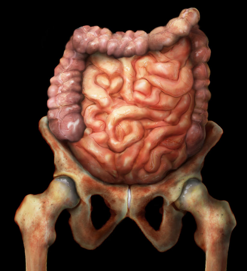Lower Gastrointestinal Tract Photograph by Anatomical Travelogue