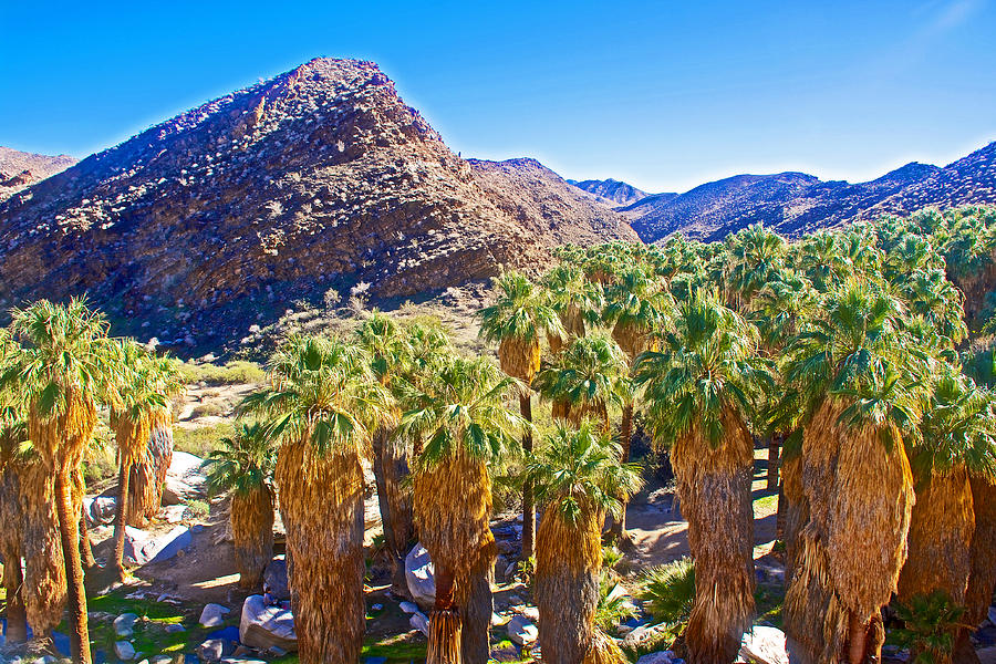 Landscape Photograph - Lower Palm Canyon in Indian Canyons near Palm Springs-California by Ruth Hager