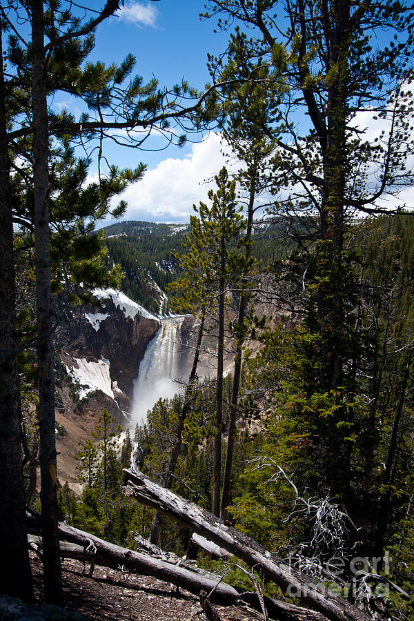 lower Yellowstone Falls Photograph by Dan Hartford