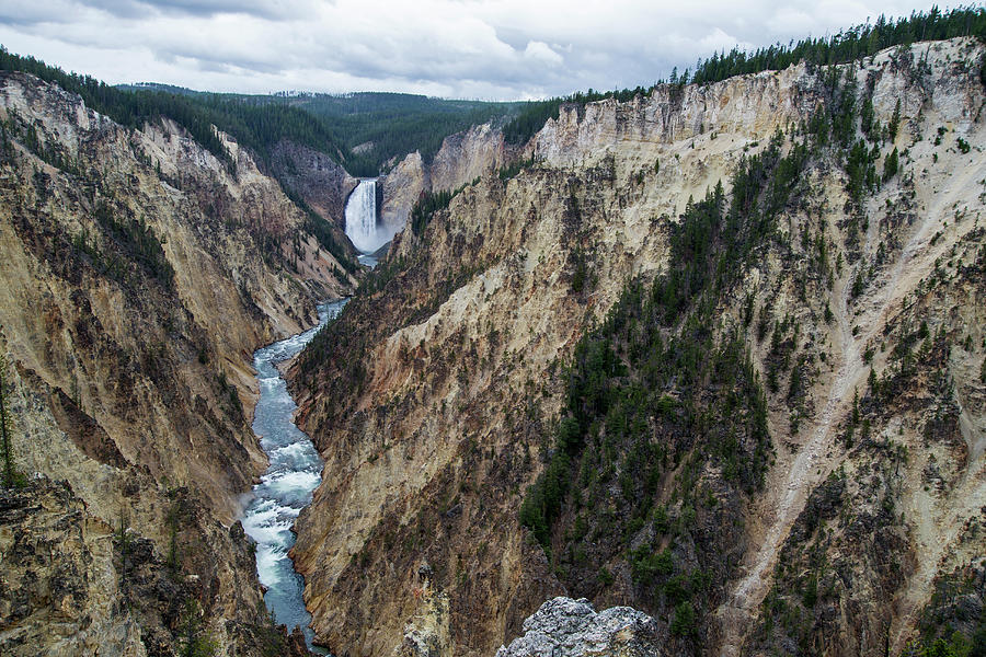 Lower Yellowstone Falls Photograph by Mark Newman