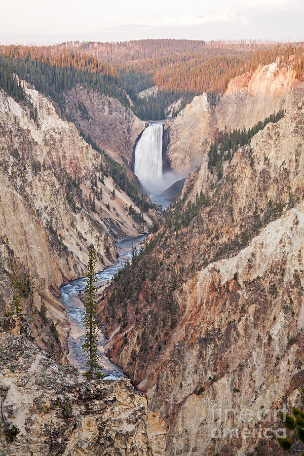 Lower Yellowstone Falls on the Yellowstone River at Artist Point Photograph by Fred Stearns