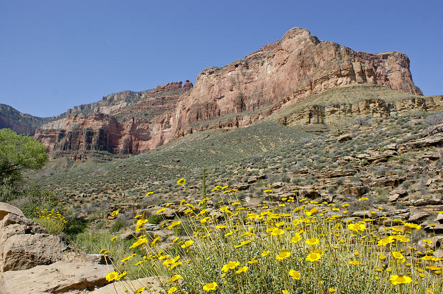 Grand Canyon National Park Photograph - Flowers and the Grand Canyon by Brian Kamprath