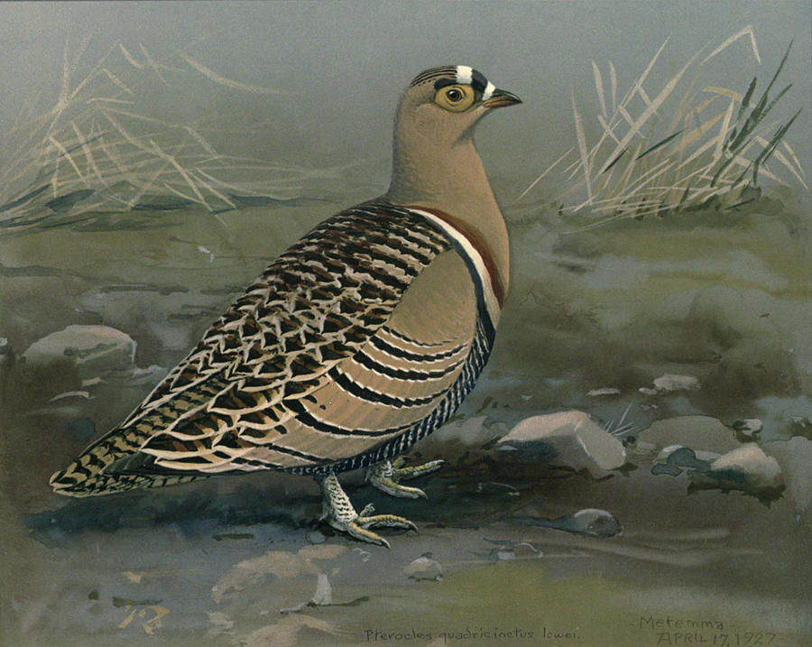 John James Audubon Painting - Lowes Sand Grouse by Dreyer Wildlife Print Collections 