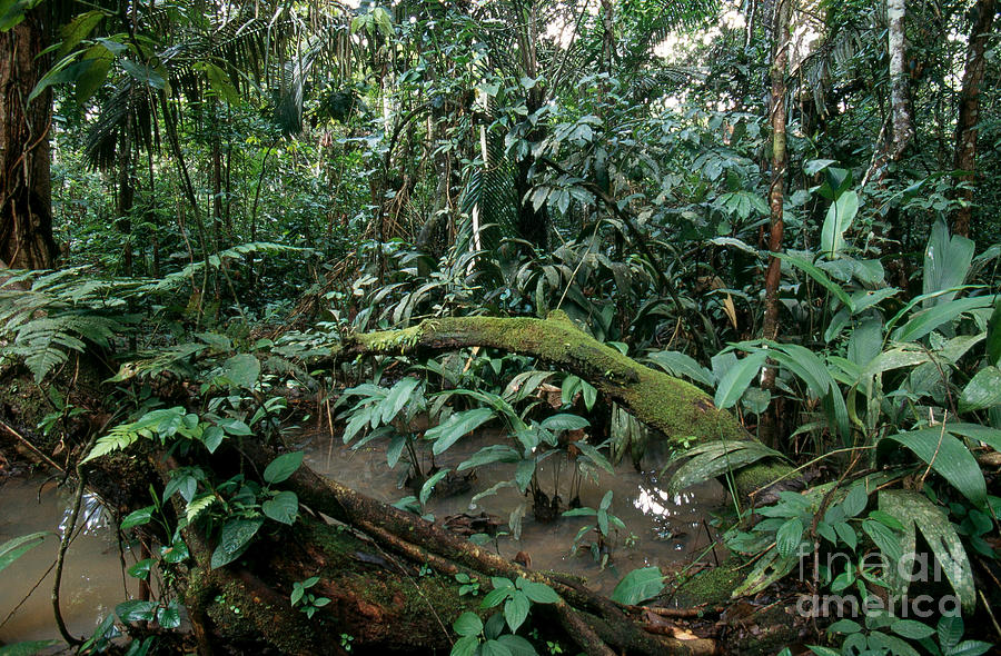 Lowland Amazon Rainforest Photograph by Gregory G. Dimijian, M.D.