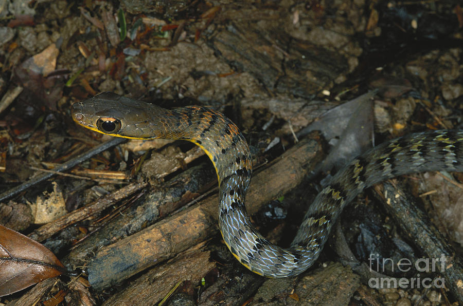 Snake Photograph - Lowland Forest Racer by Gregory G. Dimijian, M.D.