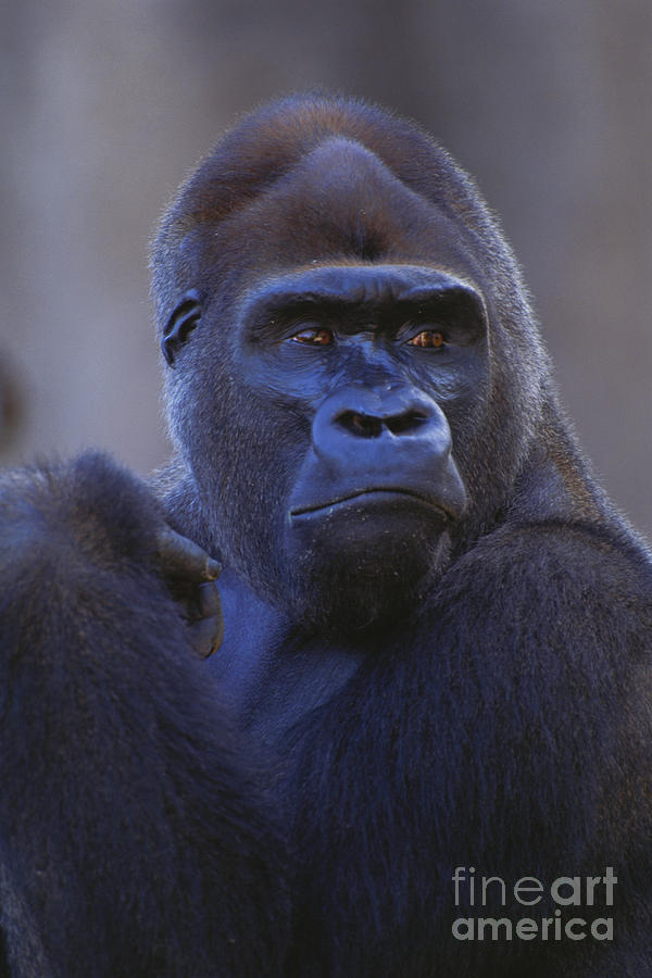 Lowland Gorilla Photograph by Art Wolfe