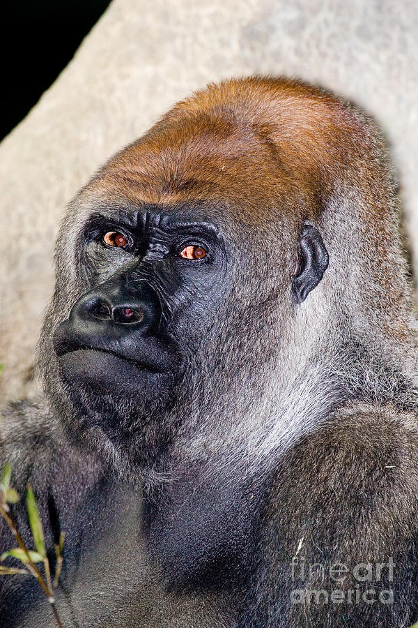 Lowland Gorilla Gorilla Gorilla Photograph by Gregory G. Dimijian