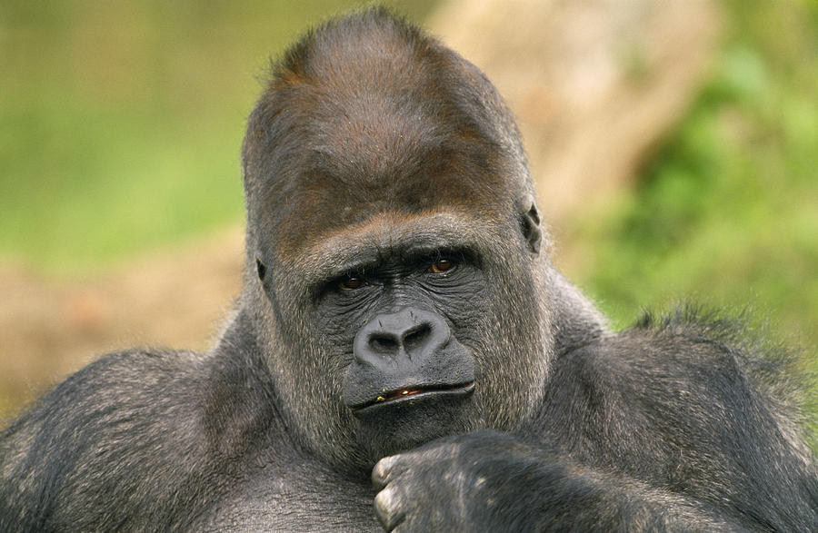 Lowland Gorilla Photograph by M. Watson