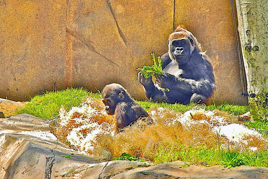 Lowland Gorillas in San Diego Zoo Safari Park in Escondido-California Photograph by Ruth Hager