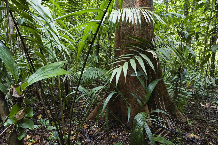 Lowland Rainforest Braulio Carrillo NP Photograph by Konrad Wothe