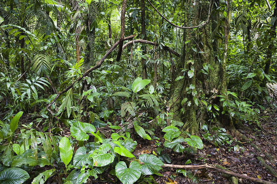 Lowland Rainforest Costa Rica Photograph by Konrad Wothe