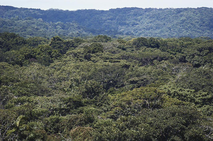 Lowland Rainforest, Panama Photograph by Gary Retherford - Pixels