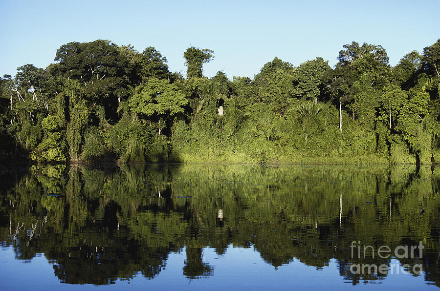 Tree Photograph - Lowland Rainforest, Peru by Gregory G. Dimijian, M.D.