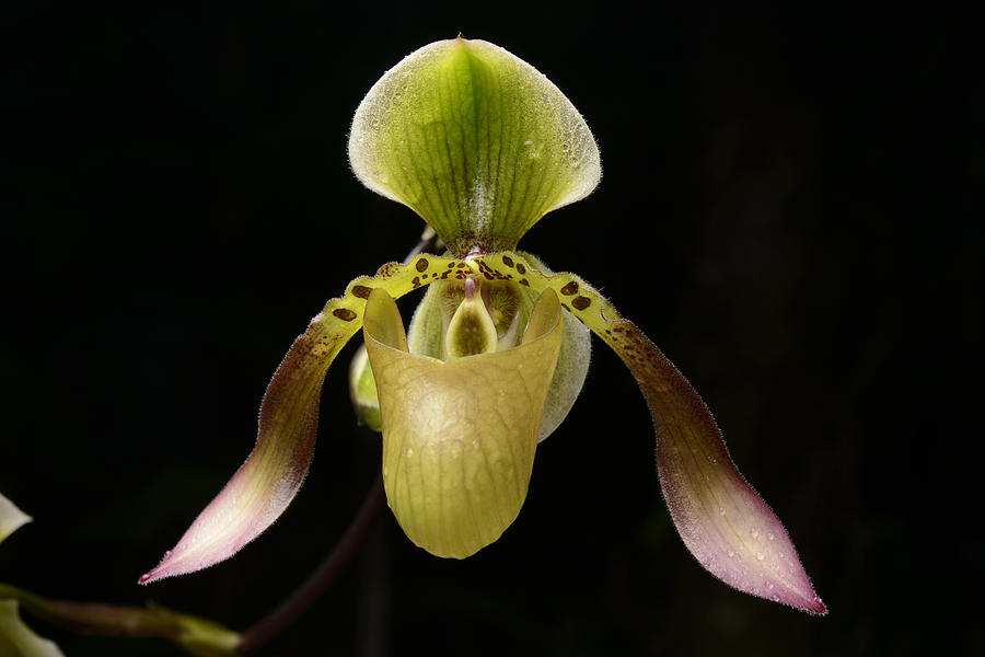 Lows Slipper Orchid Flower Borneo Photograph by Chien Lee