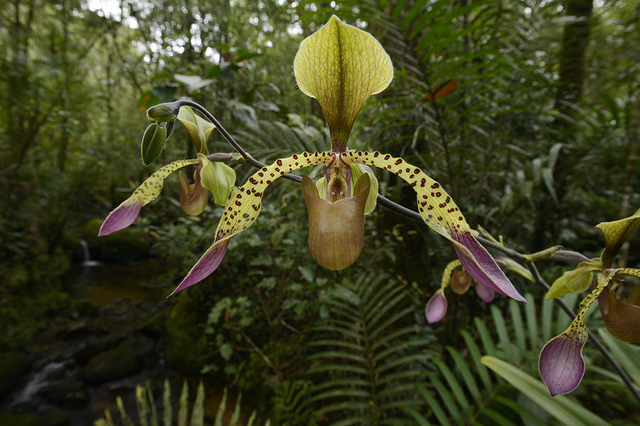Lows Slipper Orchid Mt Kinabalu Borneo Photograph by Chien Lee
