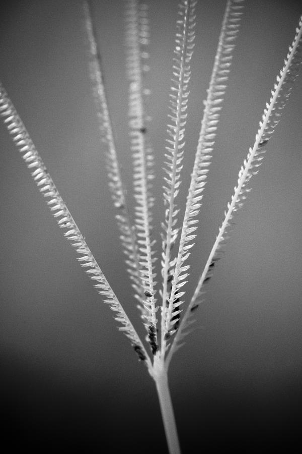 Loxahatchee Grass Photograph by Bradley R Youngberg