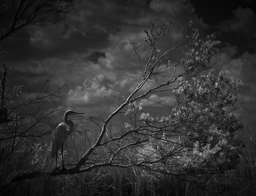 Egret Photograph - Loxahatchee Heron At Sunset by Bradley R Youngberg