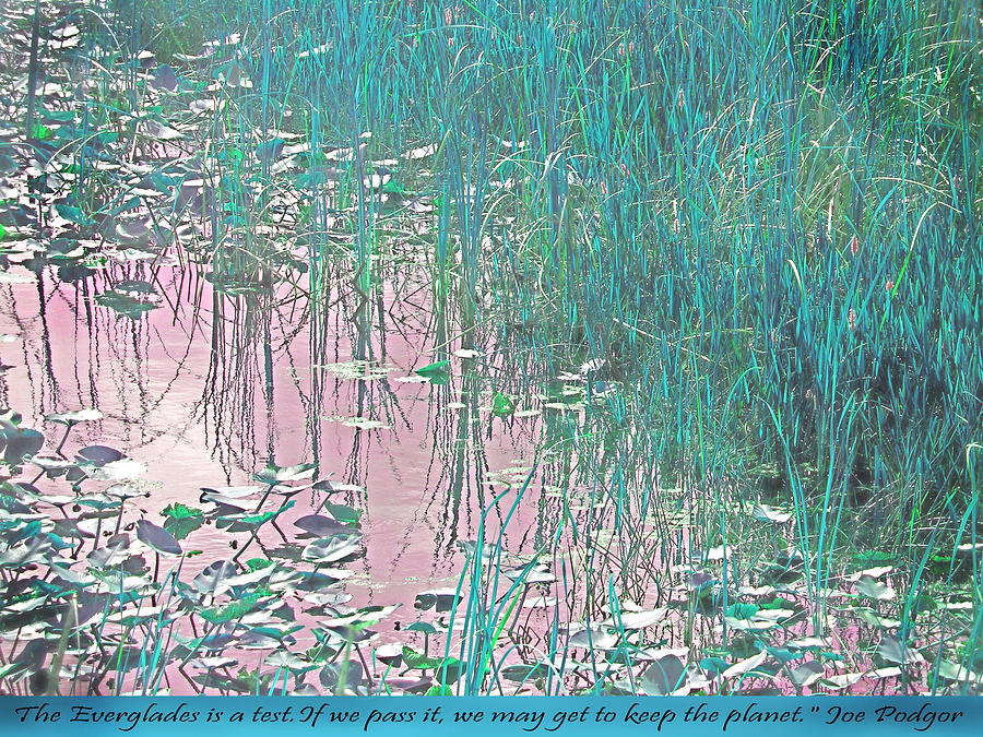 Loxahatchee Water Lilies Photograph by Judy Paleologos Fine Art America