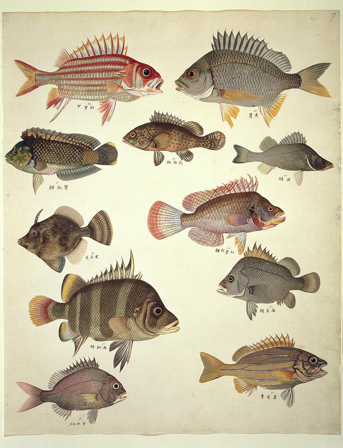 Ls Plate 122: John Reeves Collection Photograph by Natural History ...