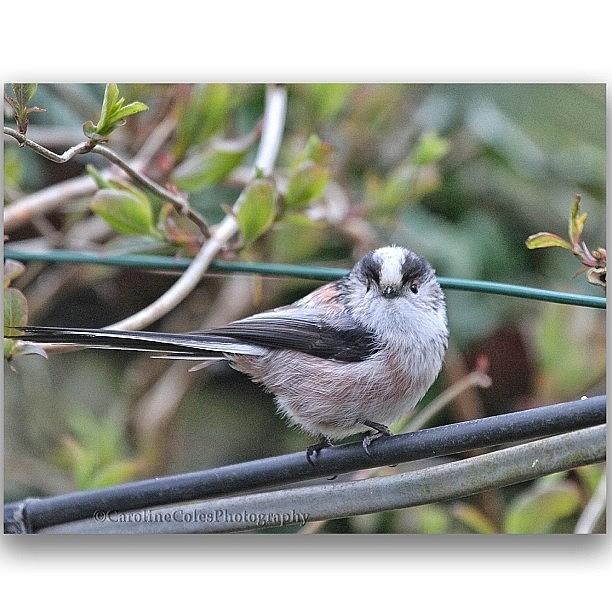 Ltt! This Cutie Is One Of Pair That Are Photograph by Caroline Coles