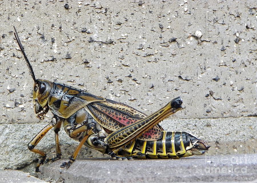 Lubber Grasshopper 2 Photograph by Chad and Stacey Hall