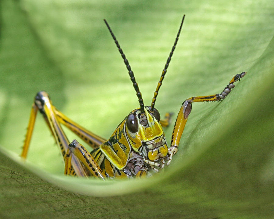 Lubber Grasshopper Photograph by Joan Robinson - Pixels