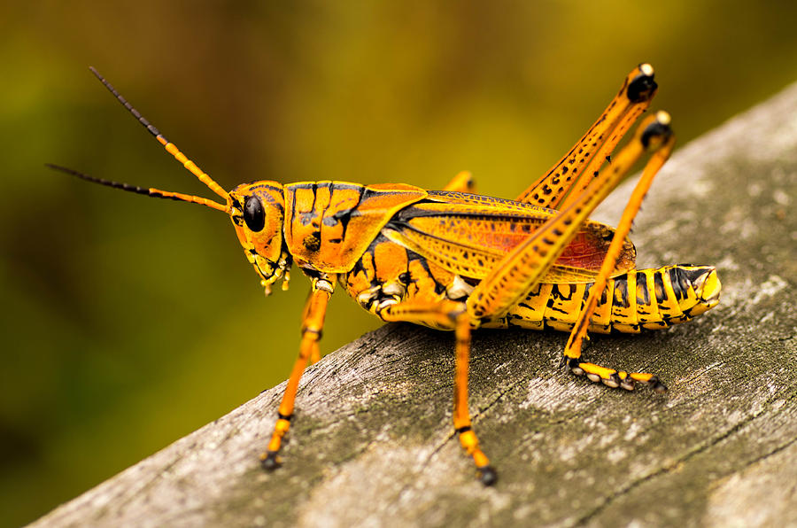 Lubber grasshopper Photograph by Mike Bendixen - Pixels