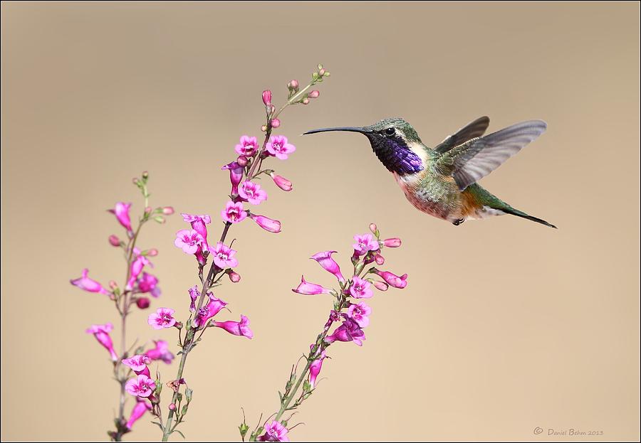 Lucifer Hummingbird Photograph by Daniel Behm
