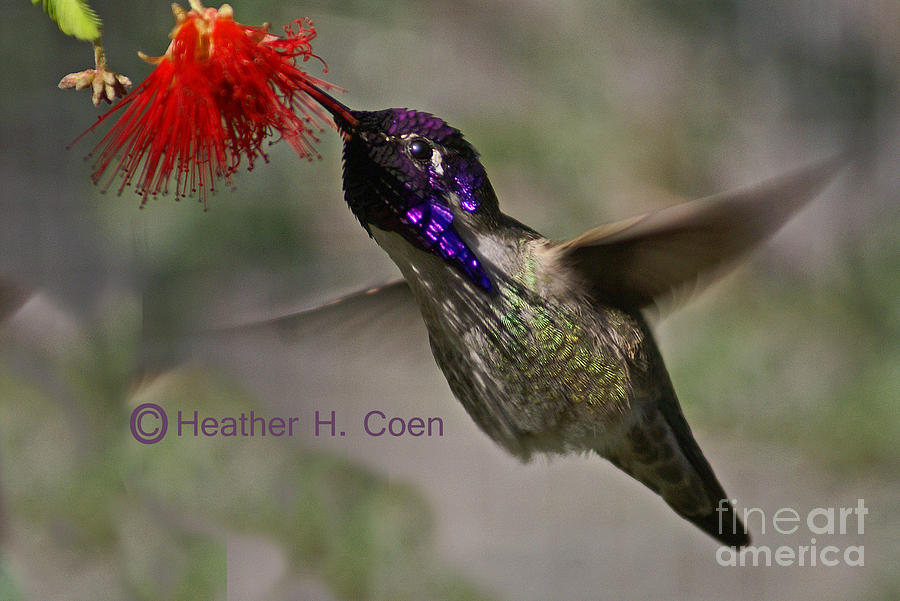 Lucifer Hummingbird Photograph by Heather Coen