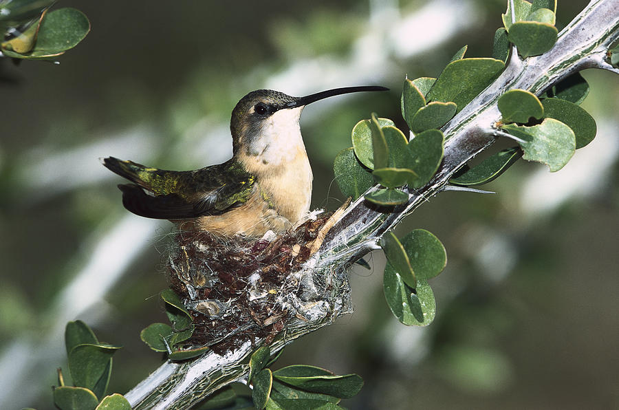 Lucifer Hummingbird Nesting In Ocotillo Photograph by Konrad Wothe
