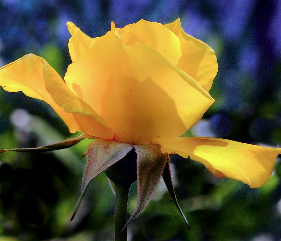Rose Photograph - Lucisous Gold by JAXINE Cummins