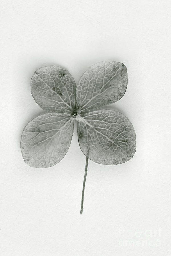 Luck Photograph by Margie Hurwich