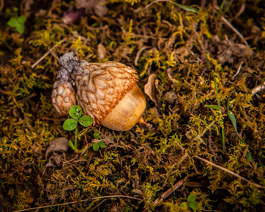 Lucky Acorn Photograph by Melinda Ledsome