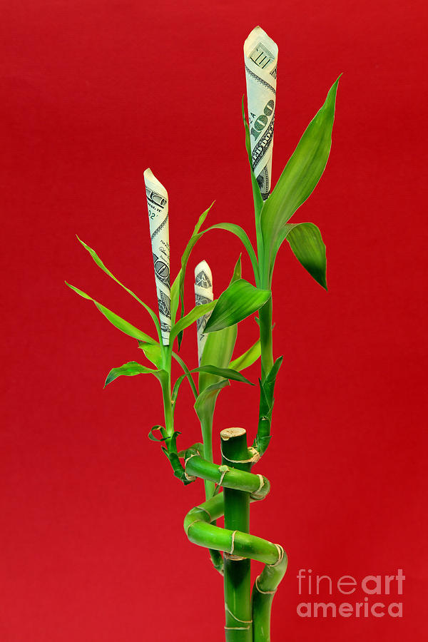 Lucky Bamboo Photograph by Pattie Calfy