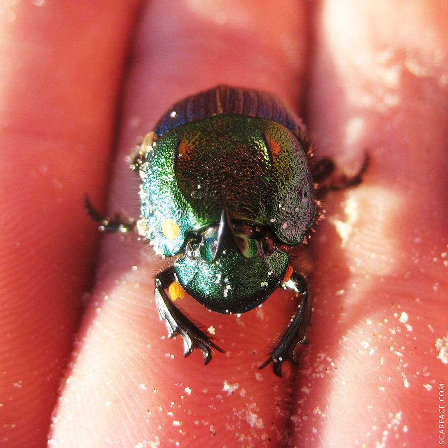 Lucky Beetle Photograph by Anthony Scarpace Fine Art America