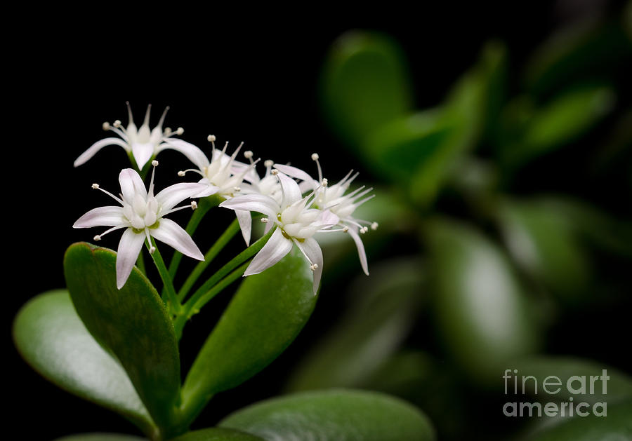 Flower Photograph - LUCKY BOUQUET Jade plant friendship tree money plant by Andy Smy