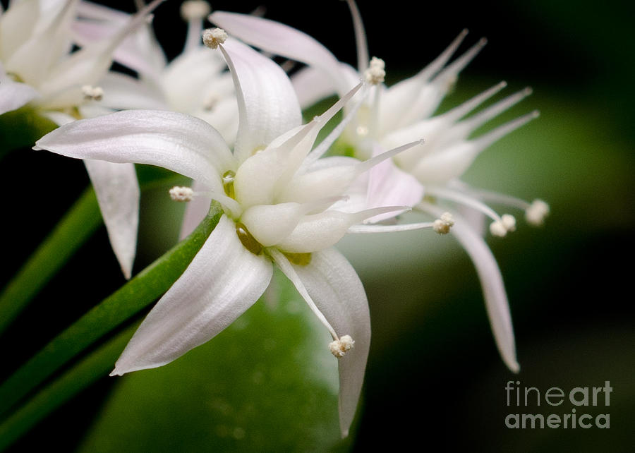 Flower Photograph - LUCKY CROWN Jade plant friendship tree money plant by Andy Smy