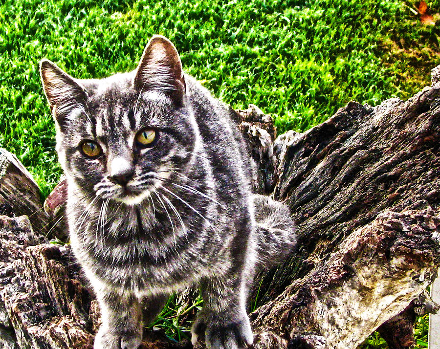 Cat Photograph - Lucky II by Joe Bledsoe